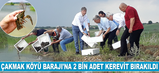Çakmak Köyü Barajı'na 2 bin adet kerevit bırakıldı