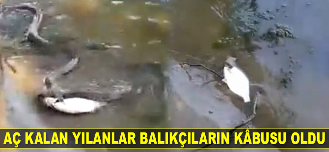 Aç kalan yılanlar balıkçıların kâbusu oldu
