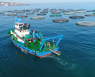 Kafes balığı üretiminden 30 milyon dolarlık gelir bekleniyor