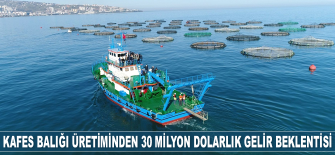 Kafes balığı üretiminden 30 milyon dolarlık gelir bekleniyor
