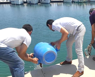 Didim’de deniz patlıcanı avcılarına ceza yağdı