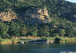 Mavi yengeç Dalyan'da