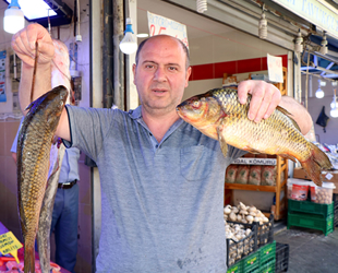 Yasak bitti, tatlısu balıkları tezgahları süsledi