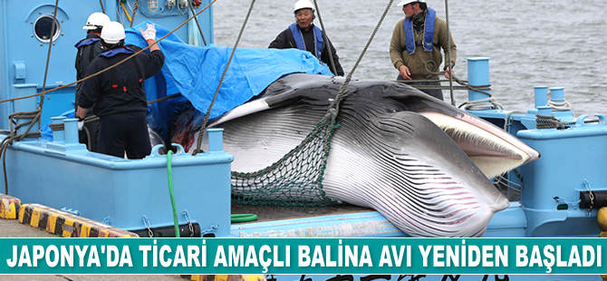 Japonya'da ticari amaçlı balina avı yeniden başladı