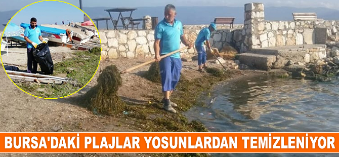 Bursa plajları yosunlardan temizleniyor