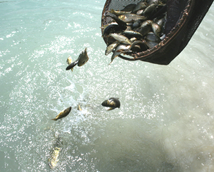 Göl ve göletlere 5,1 milyon sazan balığı yavrusu bırakılacak