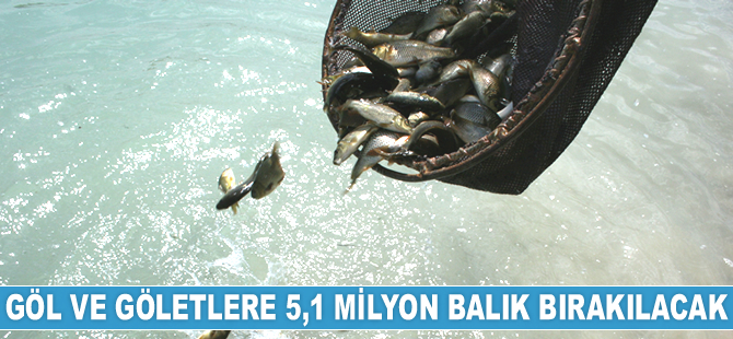 Göl ve göletlere 5,1 milyon sazan balığı yavrusu bırakılacak
