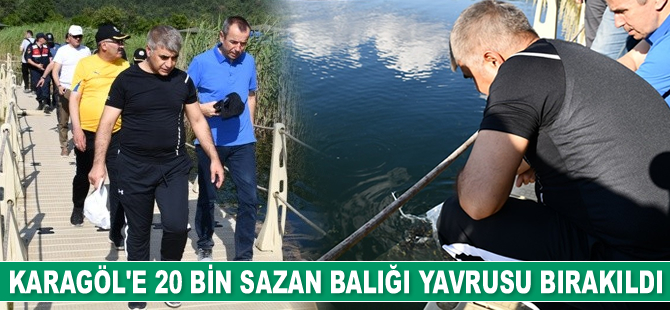 Karagöl’e 20 bin adet sazan balığı yavrusu bırakıldı