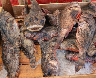 İskorpit balığı tezgahların vazgeçilmezi haline geldi