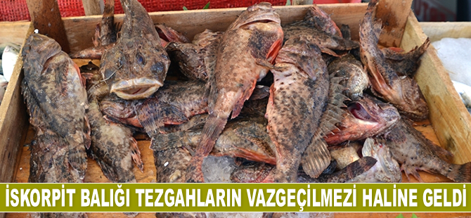 İskorpit balığı tezgahların vazgeçilmezi haline geldi