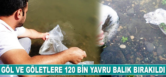 Samsun'da göl ve göletlere 120 bin pullu sazan yavrusu bırakıldı
