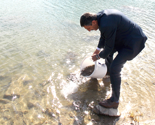 Malatya'da göletlere 130 bin sazan yavrusu bırakıldı