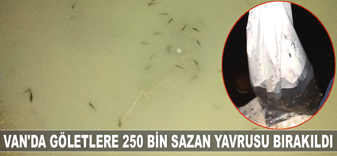 Van'da göletlere 250 bin sazan yavrusu bırakıldı