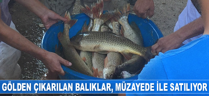 Bursa’da bu gölden çıkan balıklar, 100 yıldır müzayede ile satılıyor