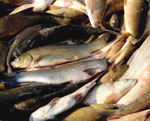 Hatay'da dinamitle balık avına 9 bin TL para cezası verildi