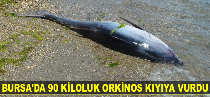 Bursa'da 90 kiloluk orkinos kıyıya vurdu