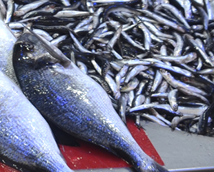 Sinop'ta balıkçılık sektörüne ‘10,5 milyon euro’luk yatırım yapılacak