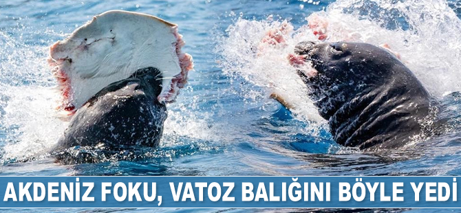 Akdeniz foku, vatoz balığını yerken görüntülendi