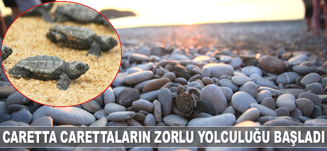 Caretta carettaların zorlu yolculuğu başladı