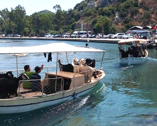 Demre'de kurbanlıklar teknelerle taşındı