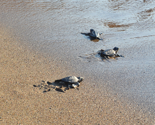 İztuzu sahilinde yavru carettalar denizle buluşuyor