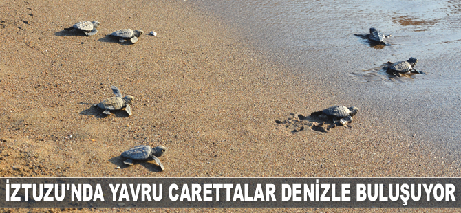 İztuzu sahilinde yavru carettalar denizle buluşuyor