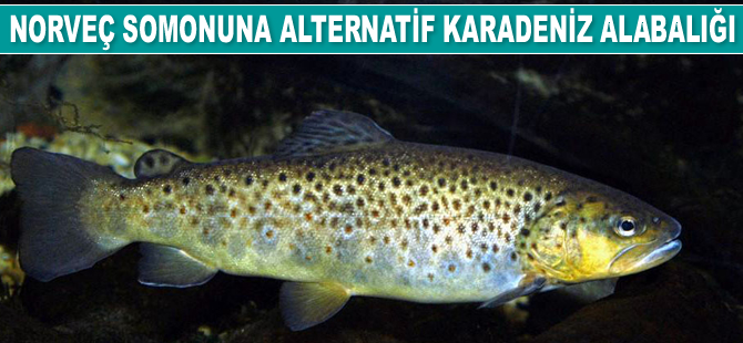 Norveç somonuna alternatif Karadeniz alabalığı oldu