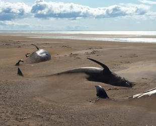 İzlanda'da 50 adet balina kıyıya vurdu
