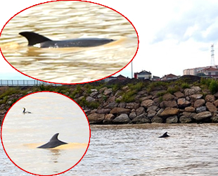 Alaplı Çayı'nda ilk kez yunus balığı görüldü