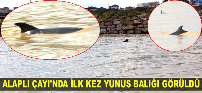 Alaplı Çayı'nda ilk kez yunus balığı görüldü