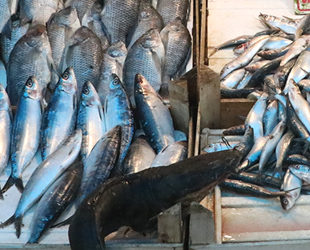 Balık tezgahlarında çeşit azaldı, fiyatlar arttı