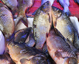 Balıkçı tezgahlarında sazan bolluğu yaşanıyor