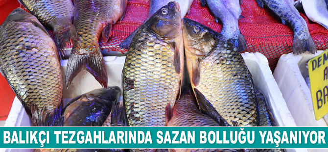 Balıkçı tezgahlarında sazan bolluğu yaşanıyor