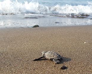Yavru caretta cerattalar denizle buluşmaya başladı