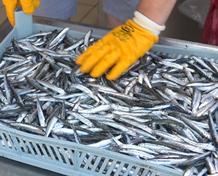 Karadenizli balıkçılar, Temmuz ayında hamsi şaşkınlığı yaşıyor