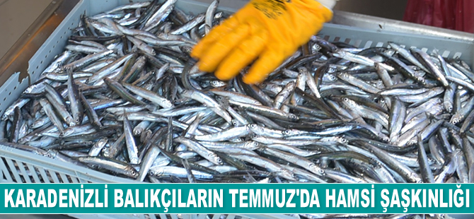 Karadenizli balıkçılar, Temmuz ayında hamsi şaşkınlığı yaşıyor