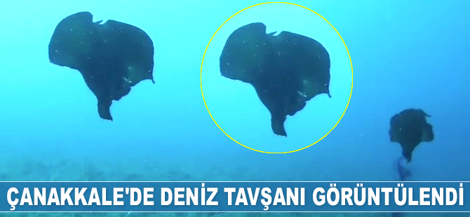 Çanakkale’de deniz tavşanı görüntülendi