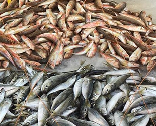 Deniz suyundaki ani soğuma balıkçıların yüzünü güldürdü