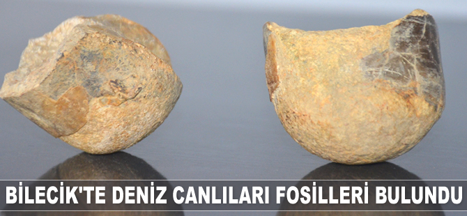 Bilecik'te deniz canlıları fosilleri bulundu
