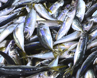 Yeni sezonda istavrit bolluğu yaşanacak