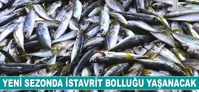 Yeni sezonda istavrit bolluğu yaşanacak