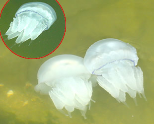 Karasu Limanı'ndaki denizanaları vatandaşları tedirgin etti