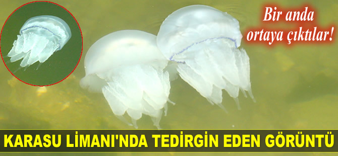 Karasu Limanı'ndaki denizanaları vatandaşları tedirgin etti