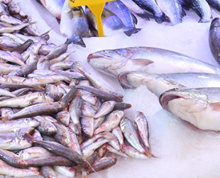 Karadeniz’de balıkçılar sezonu iple çekiyor