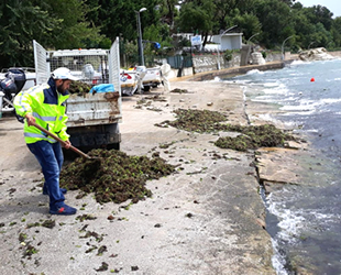 Kandıra sahillerinden 10 kamyon yosun toplandı