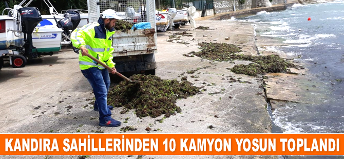 Kandıra sahillerinden 10 kamyon yosun toplandı