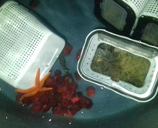 Saros Körfezi’nde özel akvaryum için deniz canlısı çalarken yakalandılar