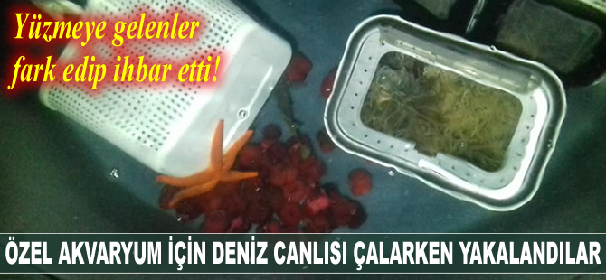 Saros Körfezi’nde özel akvaryum için deniz canlısı çalarken yakalandılar