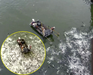 Nehirlerdeki yüzlerce balığa elektroşok verildi