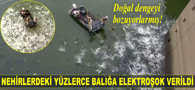 Nehirlerdeki yüzlerce balığa elektroşok verildi